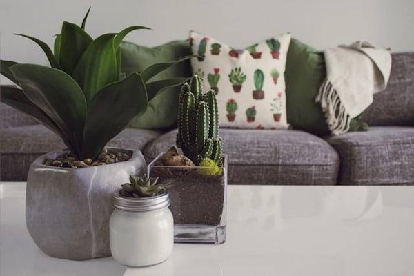 Comment Intégrer des Plantes dans ma Décoration de Salon ?